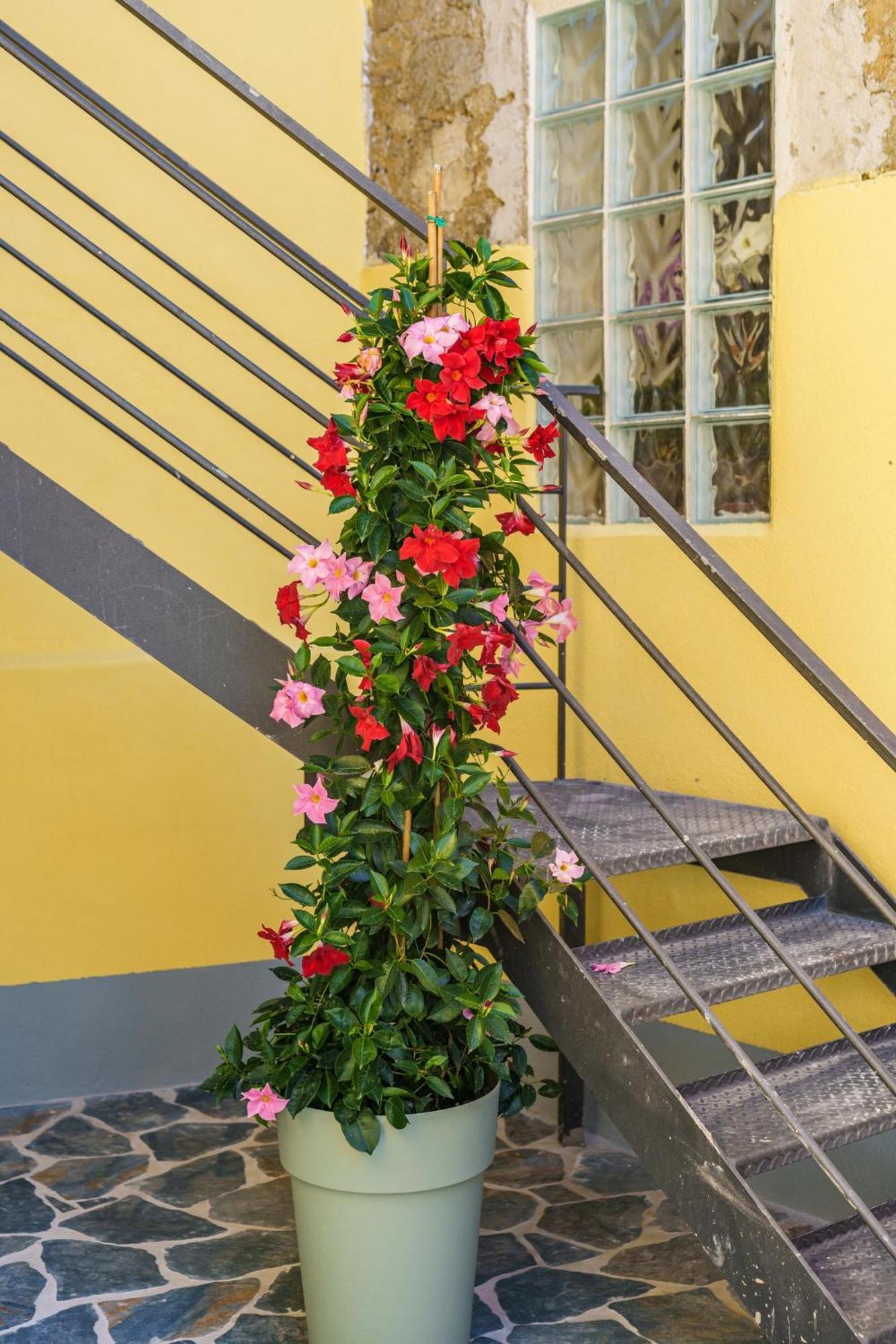 Apartment Ciraccio